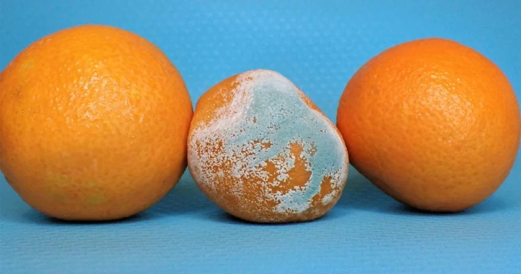 Three oranges and one has mold - Image by Nancy Hughes